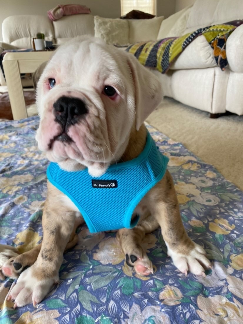 Mr. Peanut's PupTrek Soft Mesh Pet Harness with Matching Leash – Adjustable, Breathable, Choke-Free